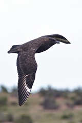 Stercorarius antarcticus