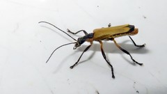 Chauliognathus atroscutellaris