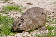 Microcavia australis