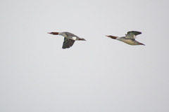 Mergus merganser