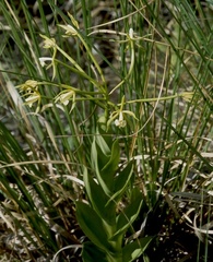 Epidendrum lacustre