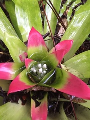 Nidularium innocentii