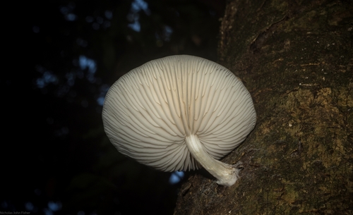 Oudemansiella canarii