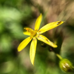Sisyrinchium commutatum