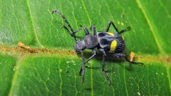 Lystronychus equestris