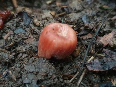 Podohydnangium