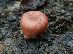 Podohydnangium