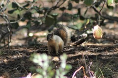 Sciurus nayaritensis