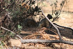 Sciurus nayaritensis