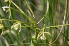 Epidendrum lacustre