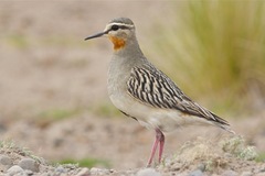 Oreopholus ruficollis