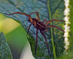 Dolomedes striatus