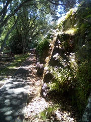 Trachelium caeruleum