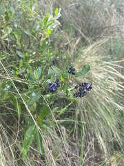 Monnina salicifolia