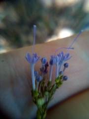 Trachelium caeruleum