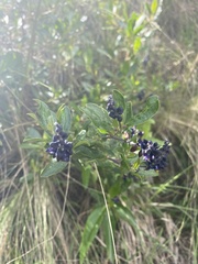 Monnina salicifolia