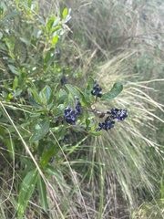 Monnina salicifolia