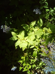 Trachelium caeruleum