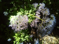 Trachelium caeruleum