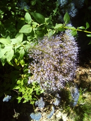 Trachelium caeruleum