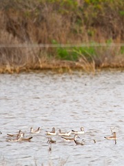 Phalaropus tricolor