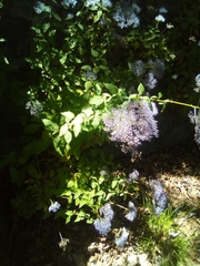 Trachelium caeruleum