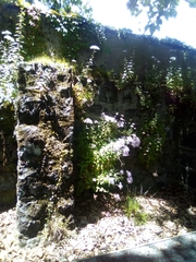 Trachelium caeruleum