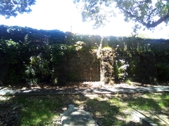 Trachelium caeruleum