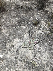 Malacothamnus gracilis