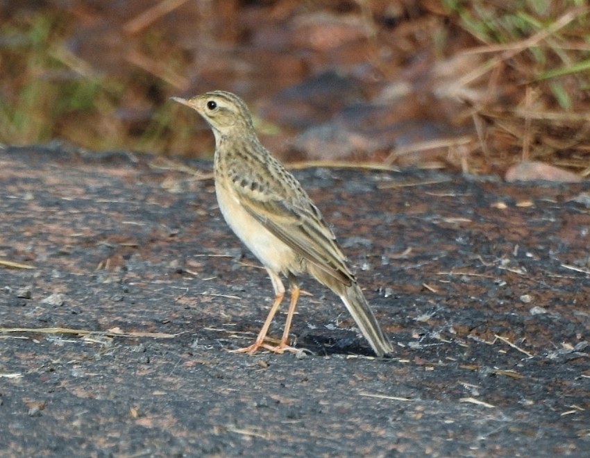 Foto de Blyth's Pipit