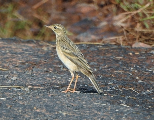 Foto de Blyth's Pipit