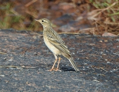 Blyth's Pipit photo 2