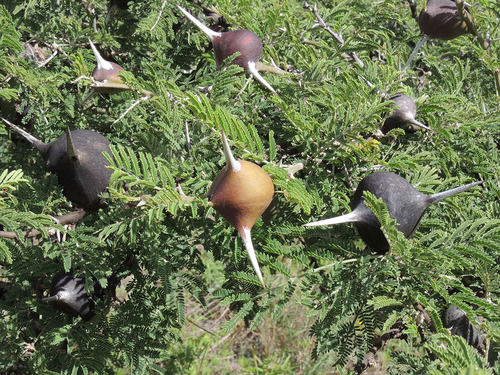 whistling thorn