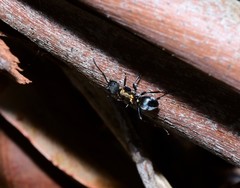 Polyrhachis ornata