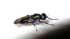 Nothomyia borgmeieri