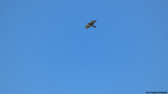 Buteo albigula