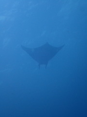 Mobula