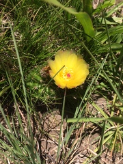 Parodia ottonis