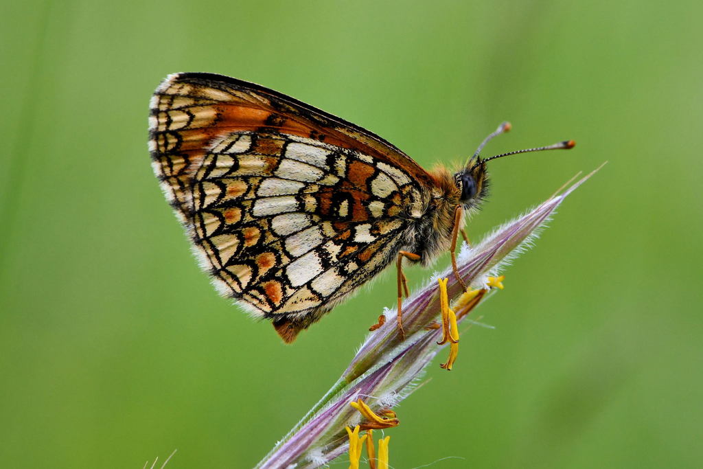 Southern Heath Fritillary