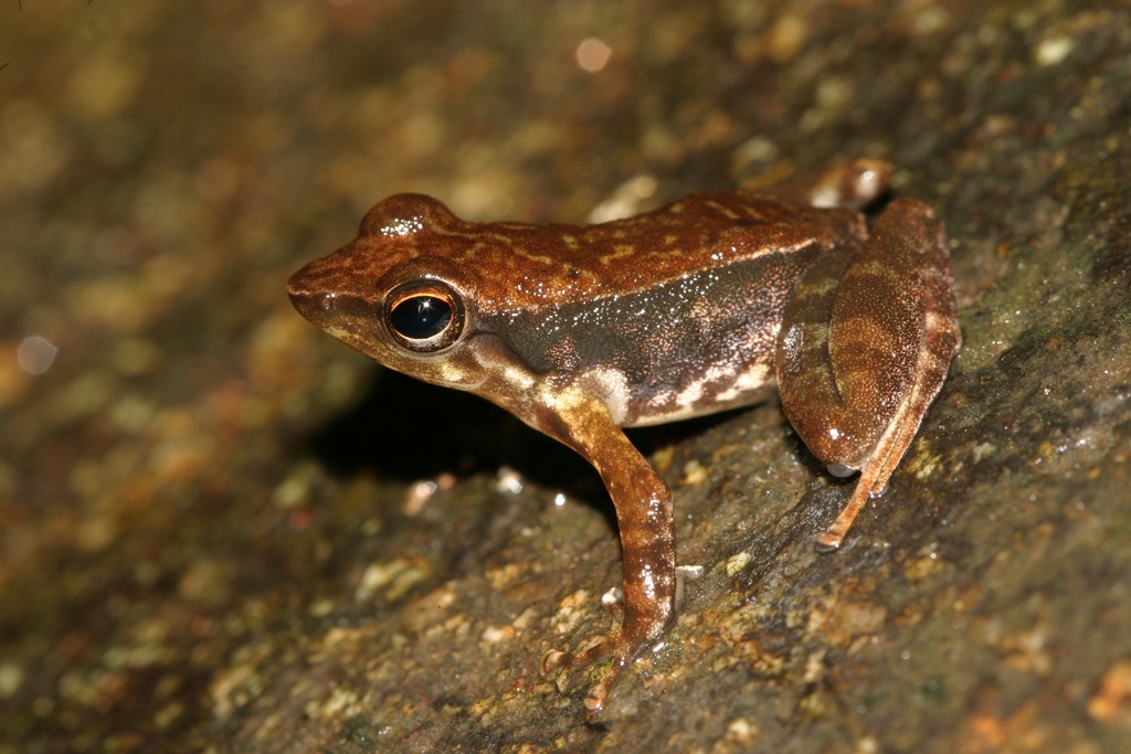 Kallar Dancing Frog
