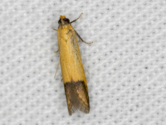 Tachystola stenoptera
