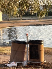 Pyrocephalus rubinus