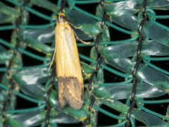 Tachystola stenoptera