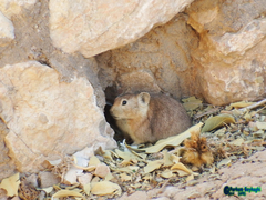 Ochotona rufescens