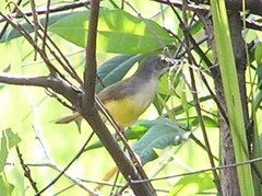 Prinia flaviventris