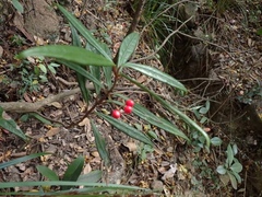 Ardisia lindleyana