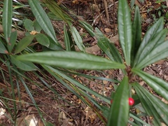 Ardisia lindleyana
