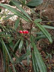 Ardisia lindleyana