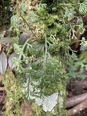 Asplenium theciferum