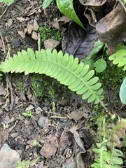 Blechnum asplenioides image